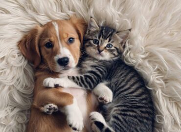 Pet ownership in Serbia